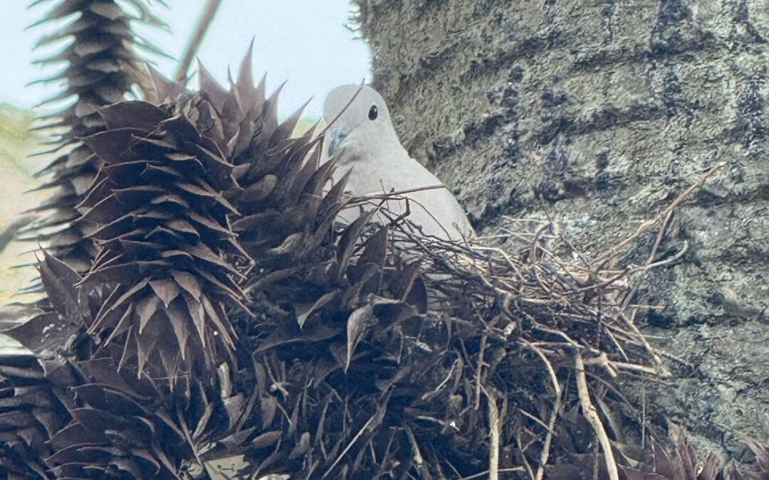 Sorry, This Tree Is Occupied!