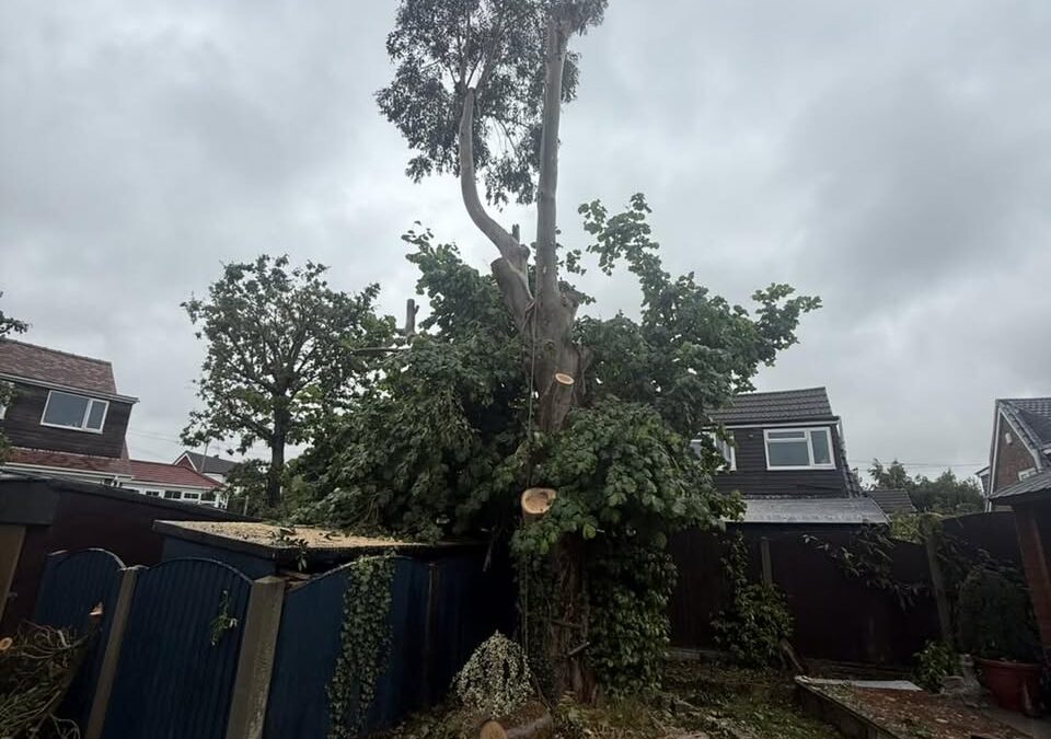 Making room for a hazel to thrive