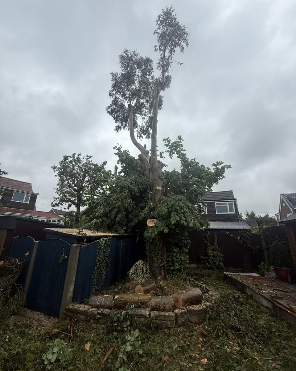 Making room for a hazel to thrive — photograph 1 Making room for a hazel to thrive — photograph 1