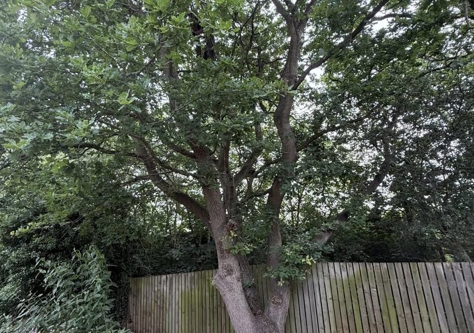 Oak removal after damage to a nearby property