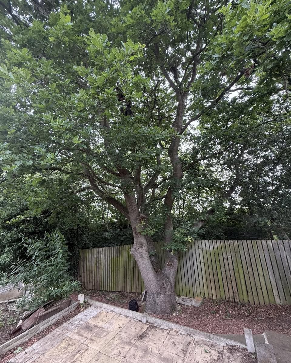 Oak removal after damage to a nearby property — photograph 1 Oak removal after damage to a nearby property — photograph 1
