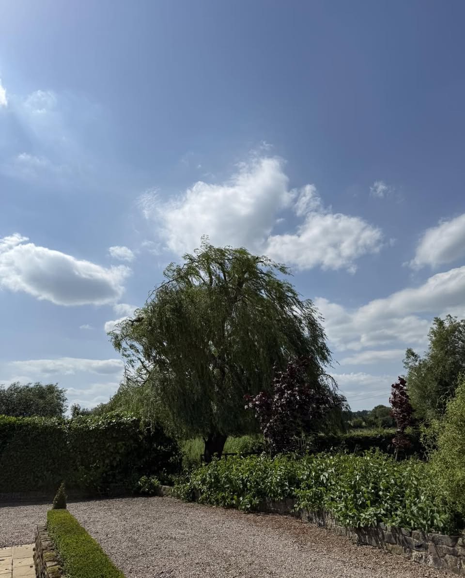 A considered reduction for a much-loved willow — photograph 2 A considered reduction for a much-loved willow — photograph 2