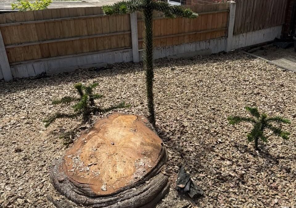 Removing a dead monkey puzzle in Swillington