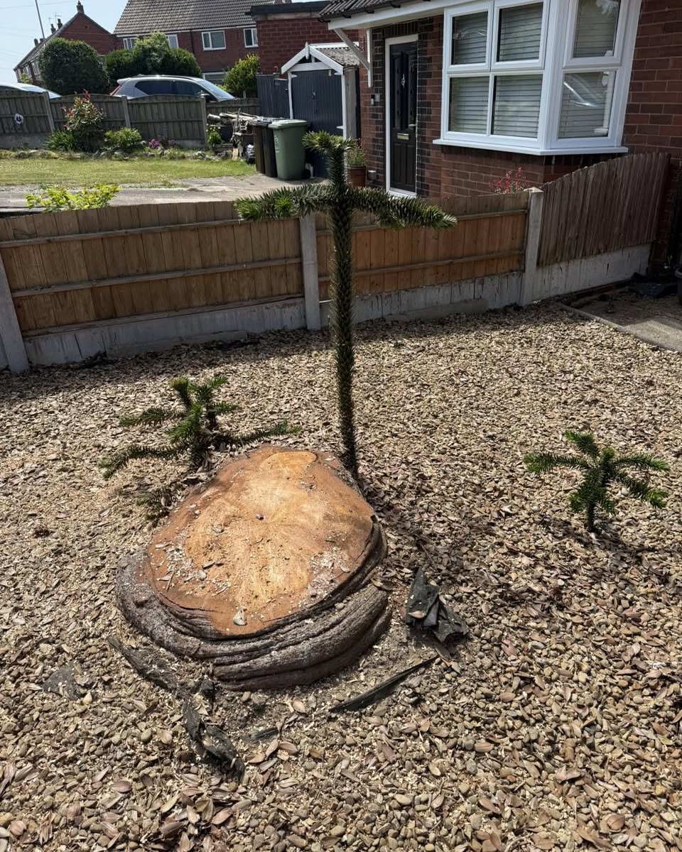 Removing a dead monkey puzzle in Swillington — photograph 1 Removing a dead monkey puzzle in Swillington — photograph 1