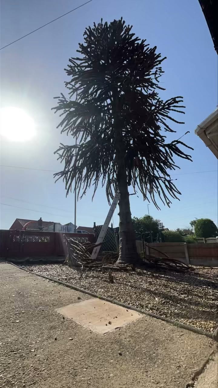 Monkey puzzle dismantling on a hot summer day — photograph 1