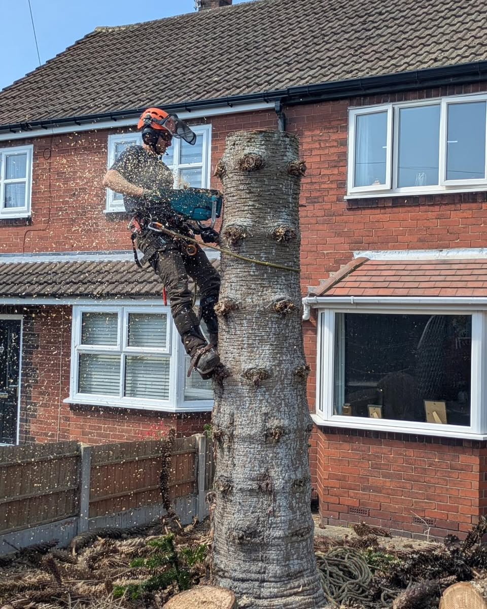 Removing a dead monkey puzzle in Swillington — photograph 2 Removing a dead monkey puzzle in Swillington — photograph 2