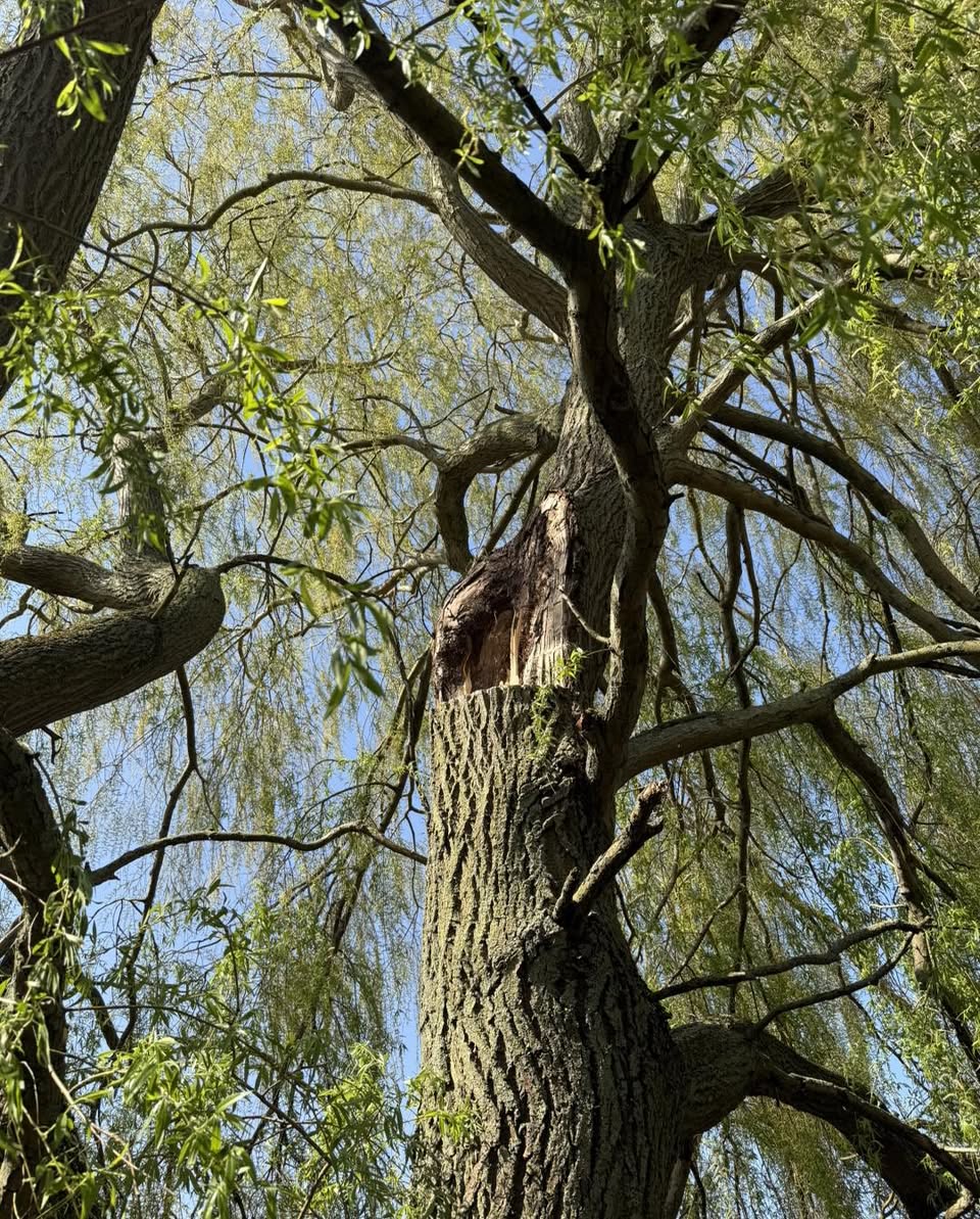 A considered reduction for a much-loved willow — photograph 3 A considered reduction for a much-loved willow — photograph 3