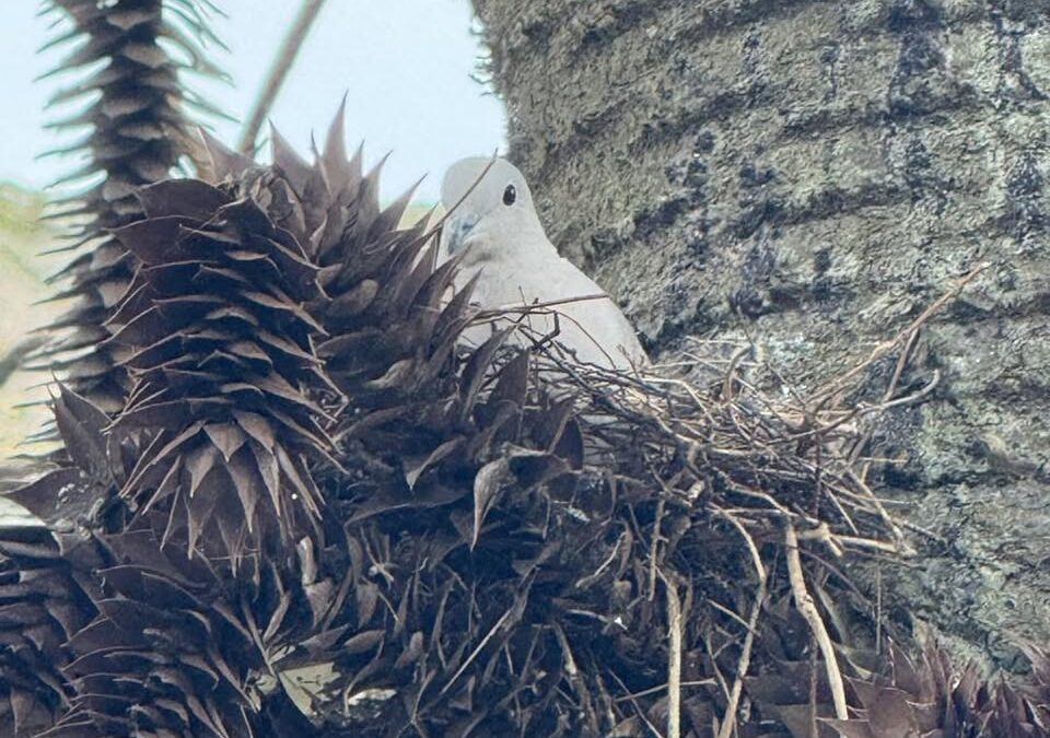 A nesting bird puts tree work on hold