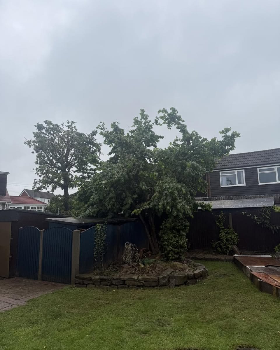 Making room for a hazel to thrive — photograph 2 Making room for a hazel to thrive — photograph 2