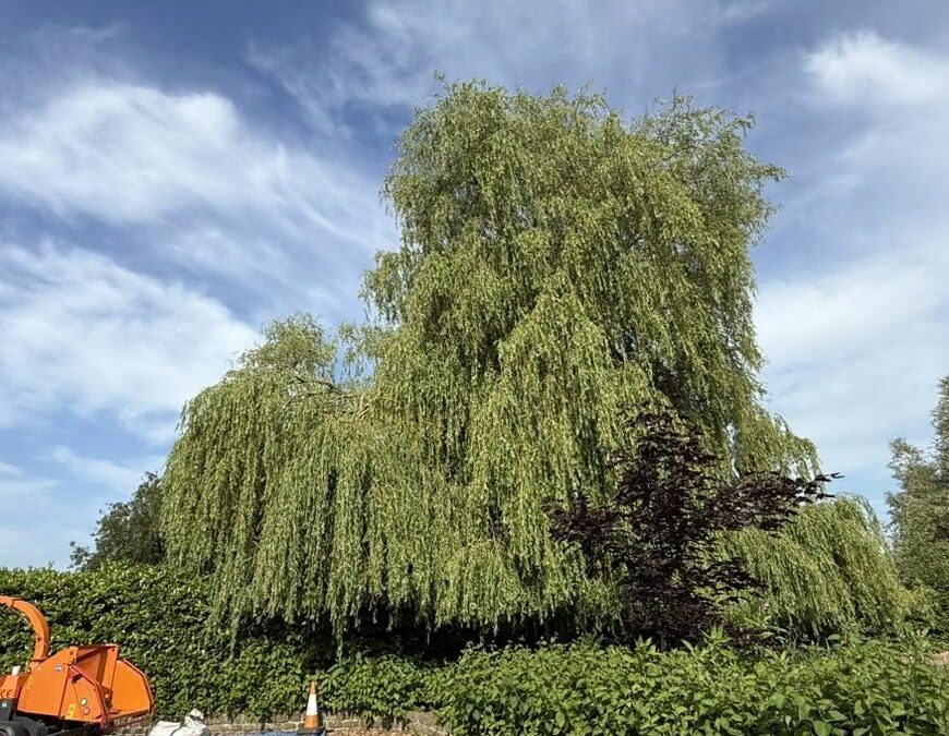 A considered reduction for a much-loved willow