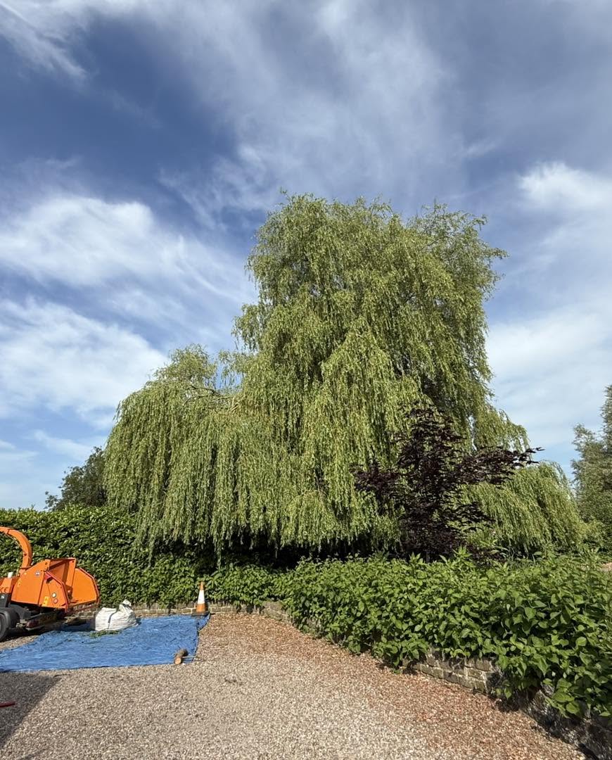 A considered reduction for a much-loved willow — photograph 1 A considered reduction for a much-loved willow — photograph 1